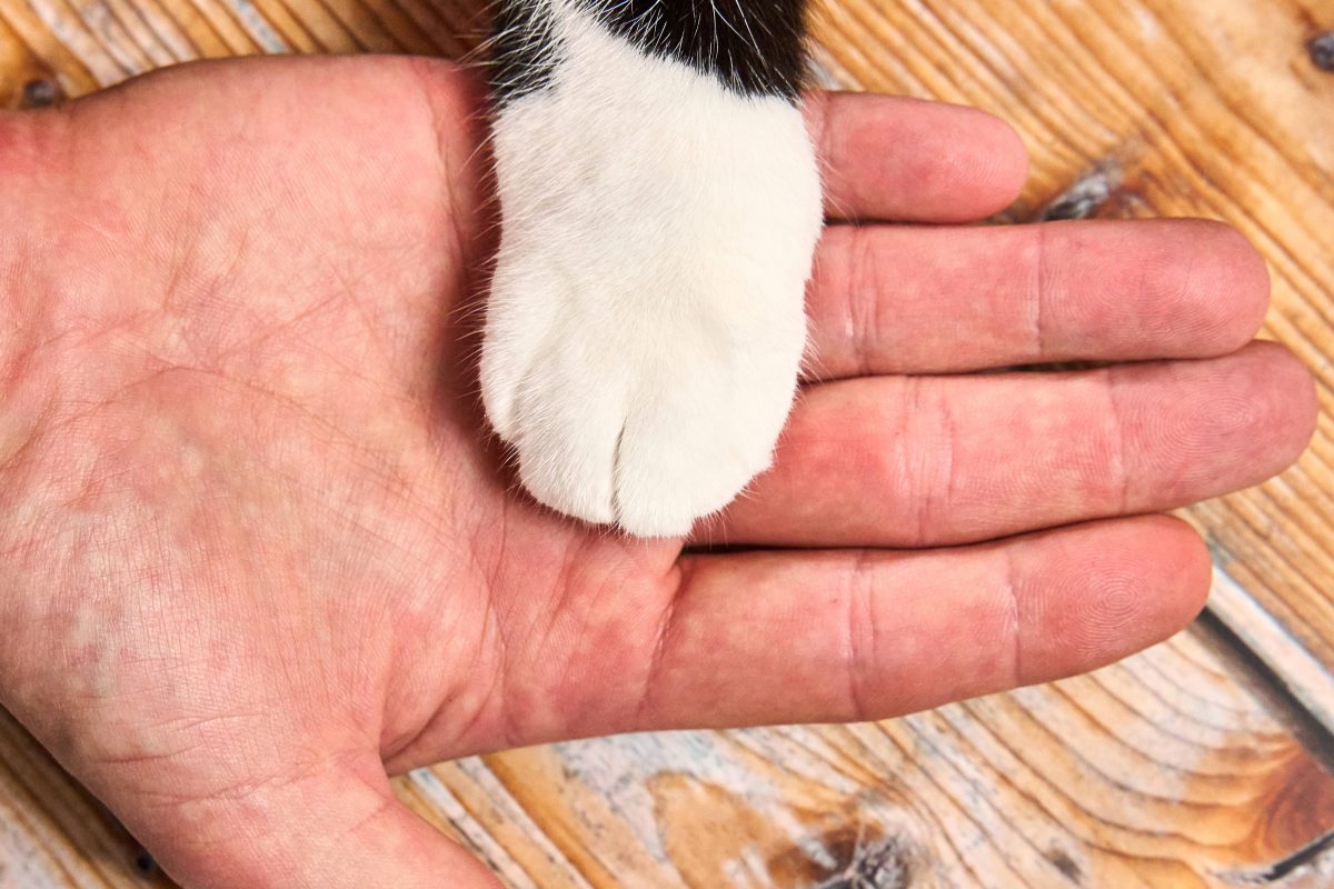 Eine Katzenpfote liegt in einer Menschenhand, Tierheim Wolfenbüttel (Symbolbild)