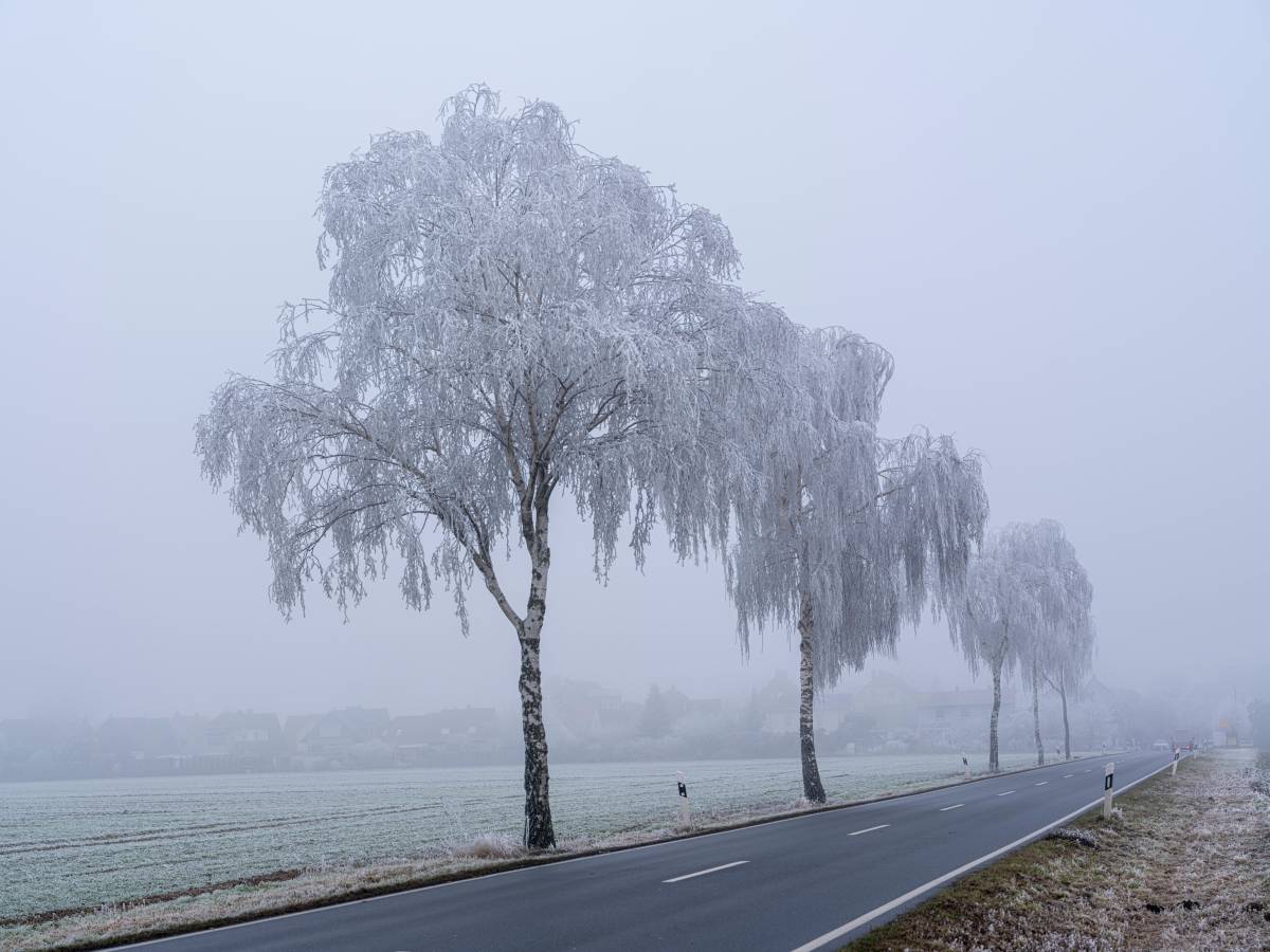 Bäume mit Raureif im Nebel an einer Landstraße in Niedersachsen (Symbolbild)