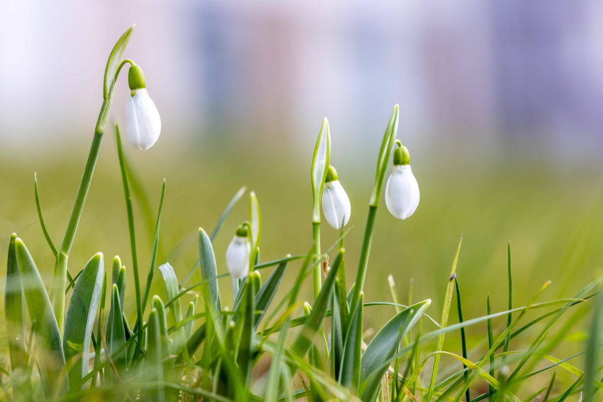 Schneeglöckchen auf einer Wieder, Wetter in Niedersachsen (Symbolbild)