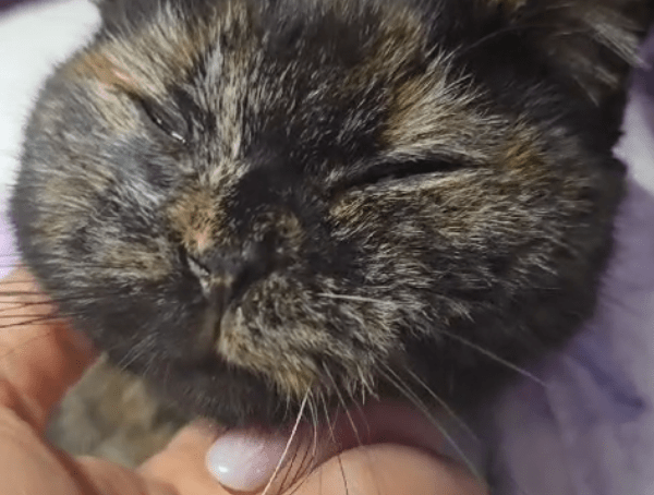 Eine kleine kranke Katze genießt die Kuscheleinheiten von Tierpflegerin Jenny
