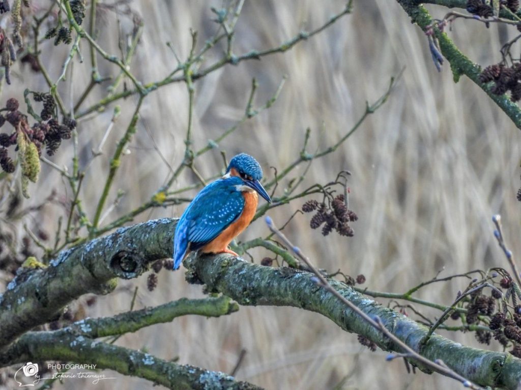 Der Eisvogel hat im Harz ein Quartier bezogen.