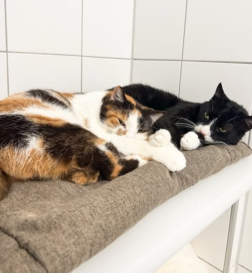 Die beiden Kater Micky und Carlos suchen ein neues Heim.