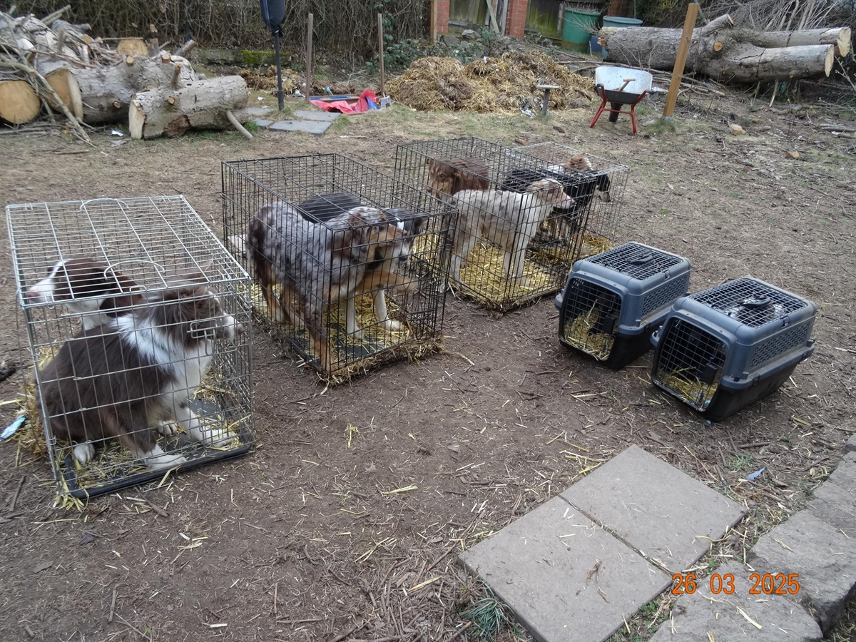 Diese Hunde im Harz wurden ins Tierheim gebracht.