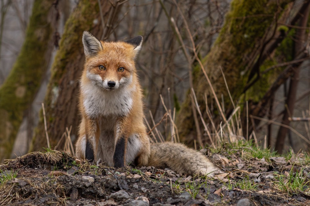 Fuchs im Harz blickt in die Kamera