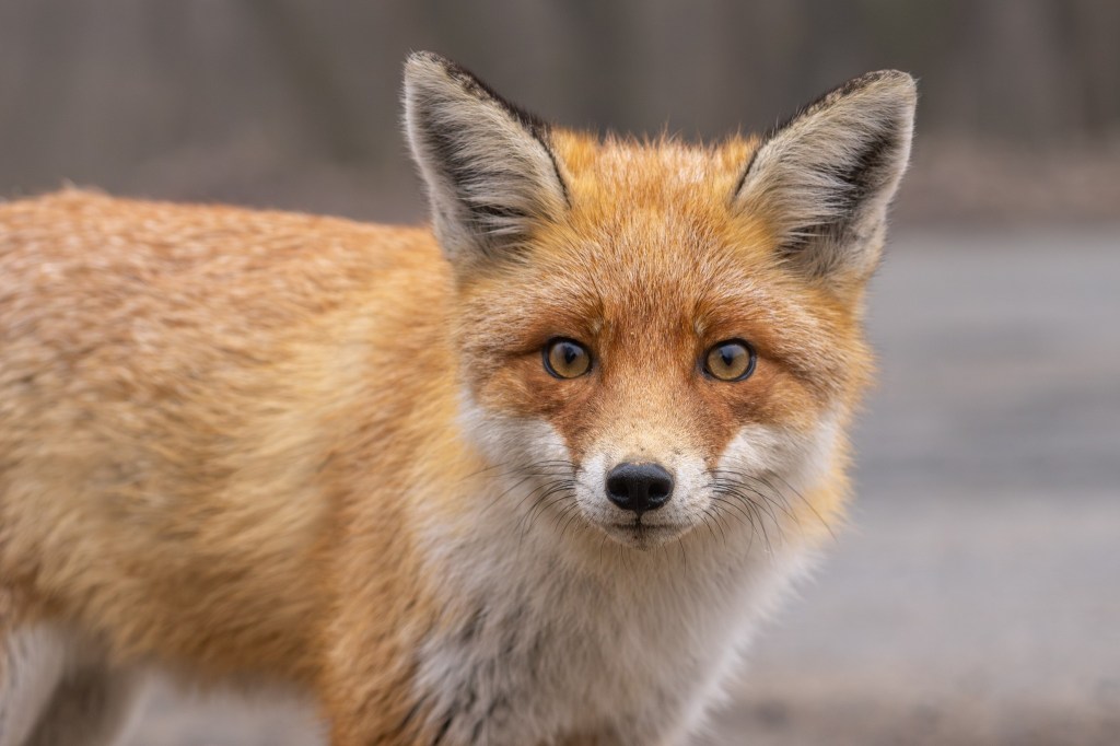 Fuchs im Harz blickt in die Kamera