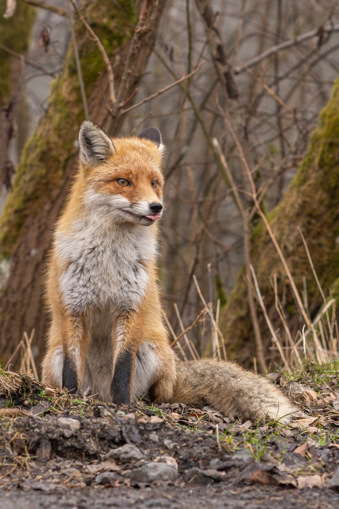 Fuchs im Harz blickt in die Kamera