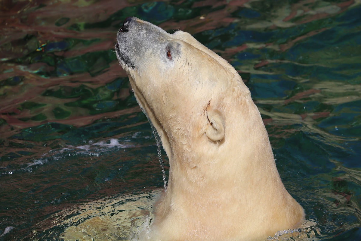 Eisbär im Zoo Hannover