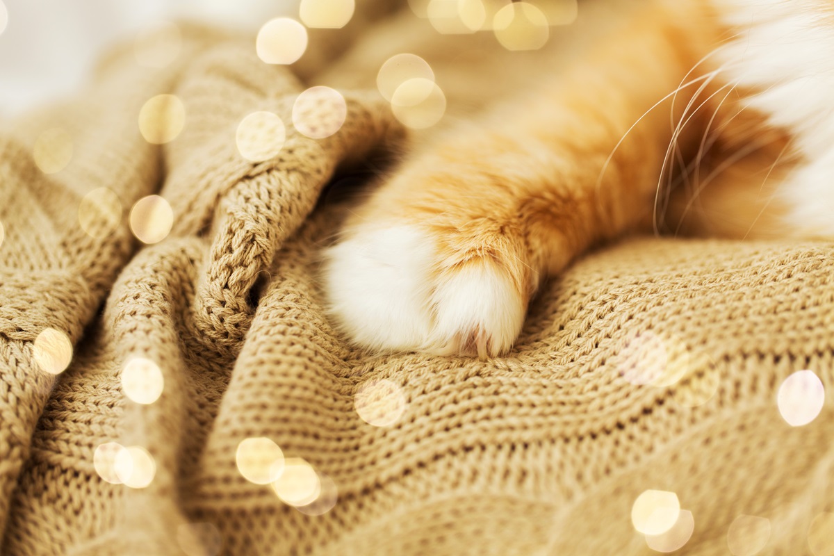 Für zwei Katzen-Opas aus Salzgitter soll es bald ein neues Zuhause geben. (Symbolbild)