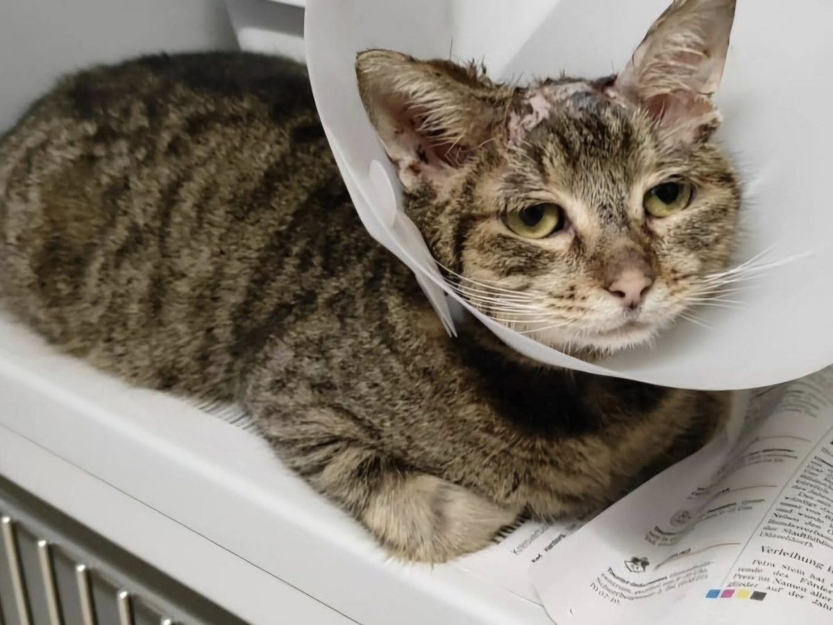 Kater Nautilus wartet auf eine wichtige Operation.