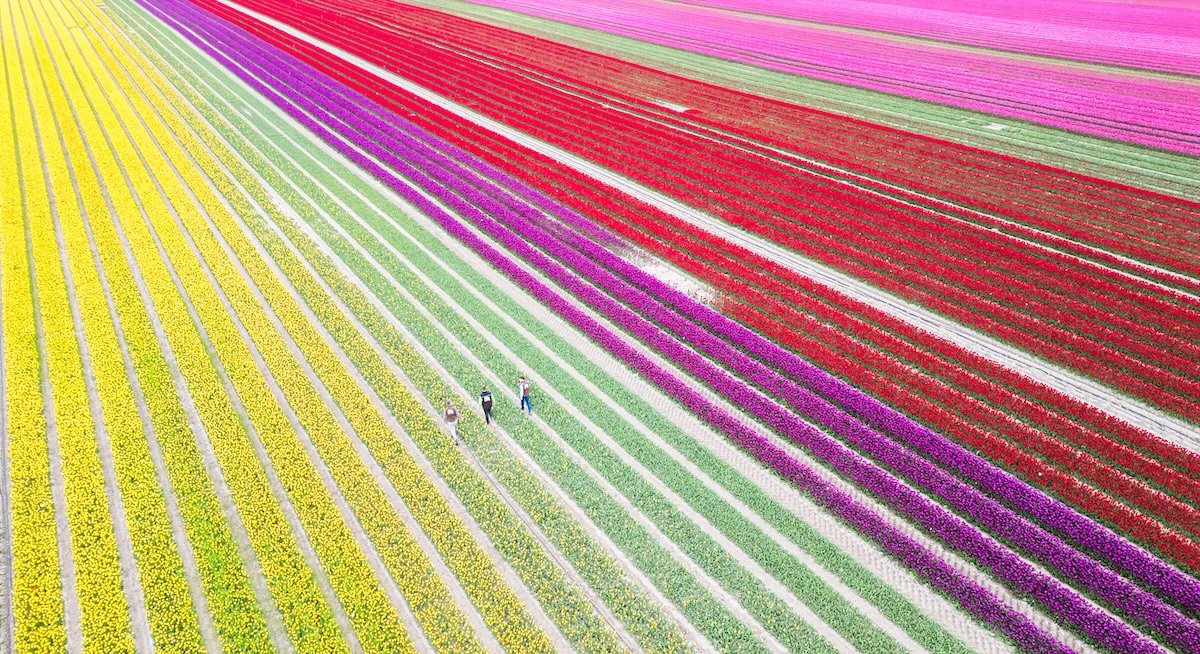 Kreis Gifhorn Tulpenfeld