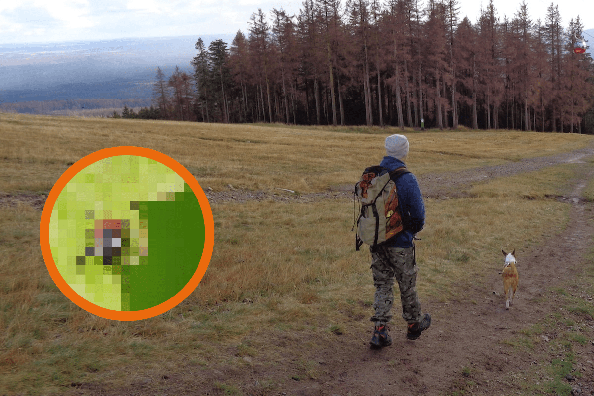 Zeckenalarm im Harz