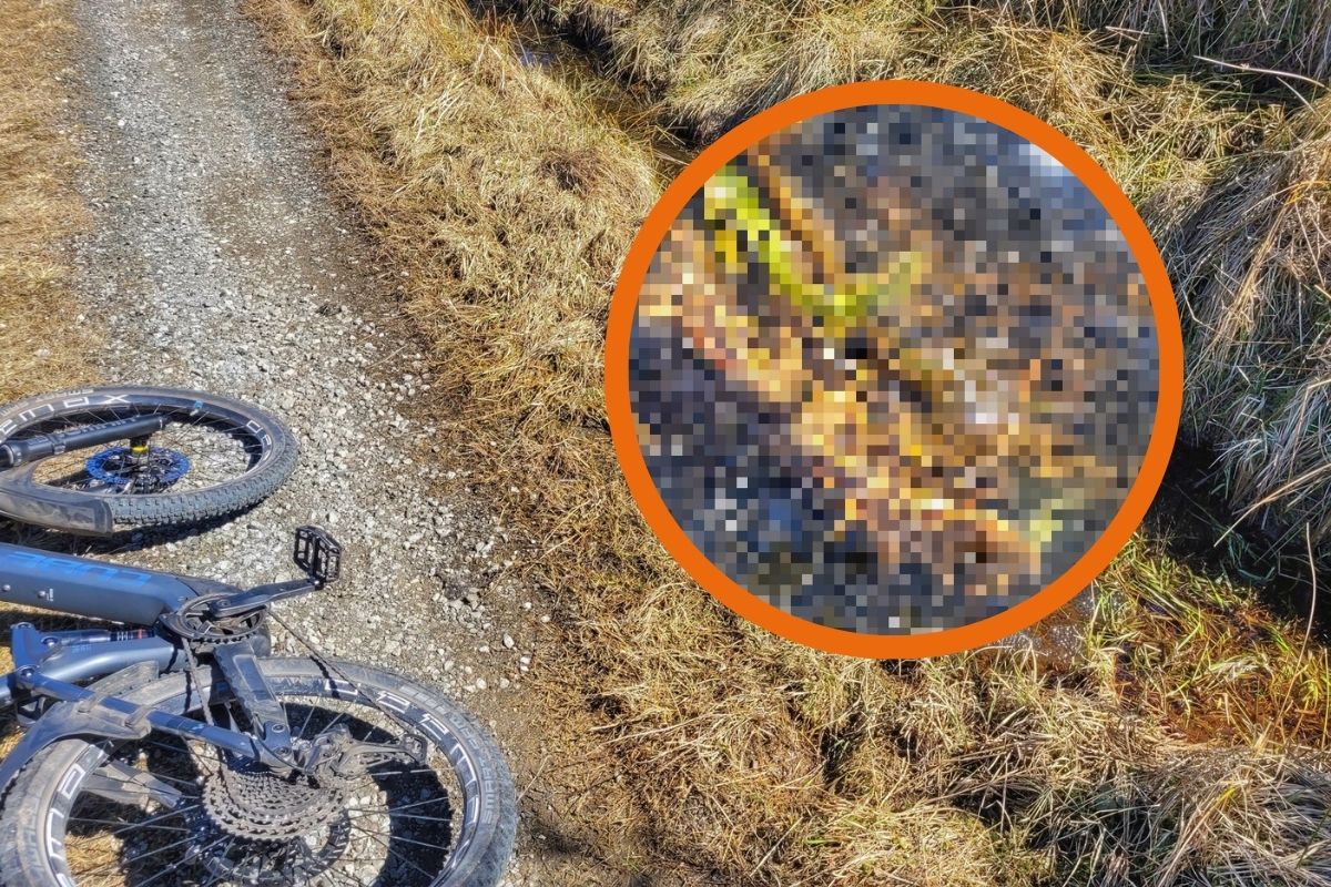 Im Harz machte ein Mann eine überraschende Entdeckung am Wegrand. Dabei ist die Stelle gar nicht so unüblich für einen solchen Fund.