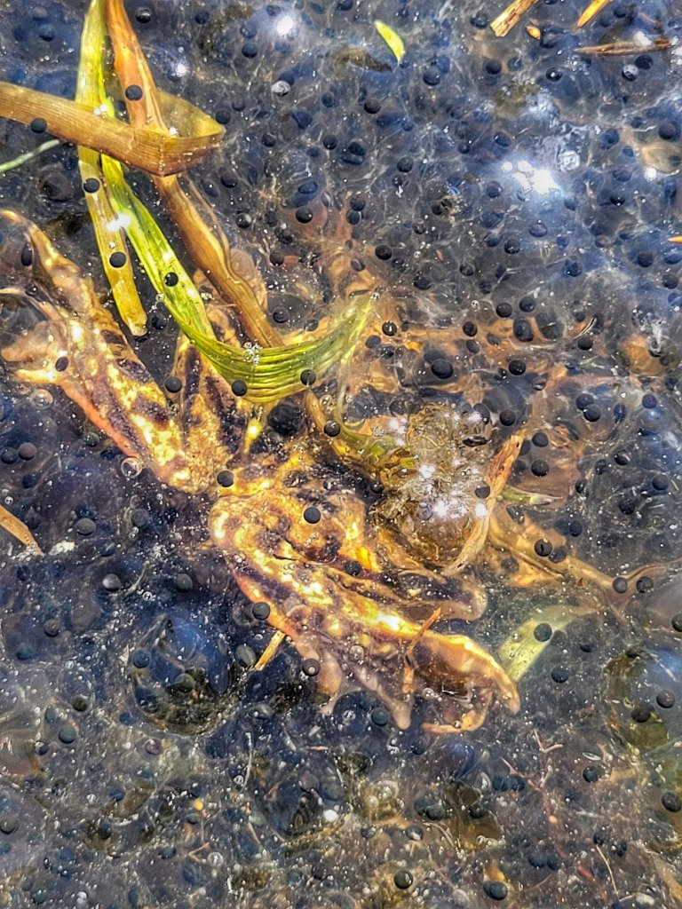 Hinter dem Fund stecken Eier des Grasfroschs.