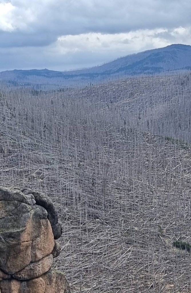 Bäume im Harz