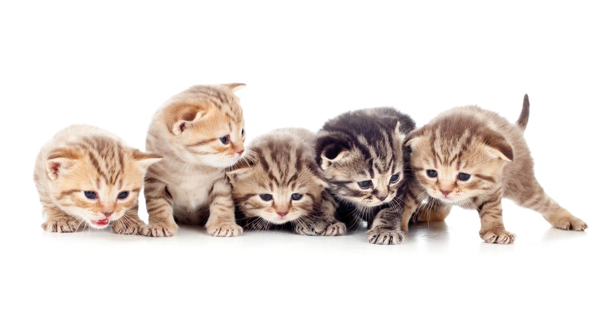 Tierschützer in Gifhorn suchen dringend Pflegestellen für verwaiste Kitten. (Symbolbild)