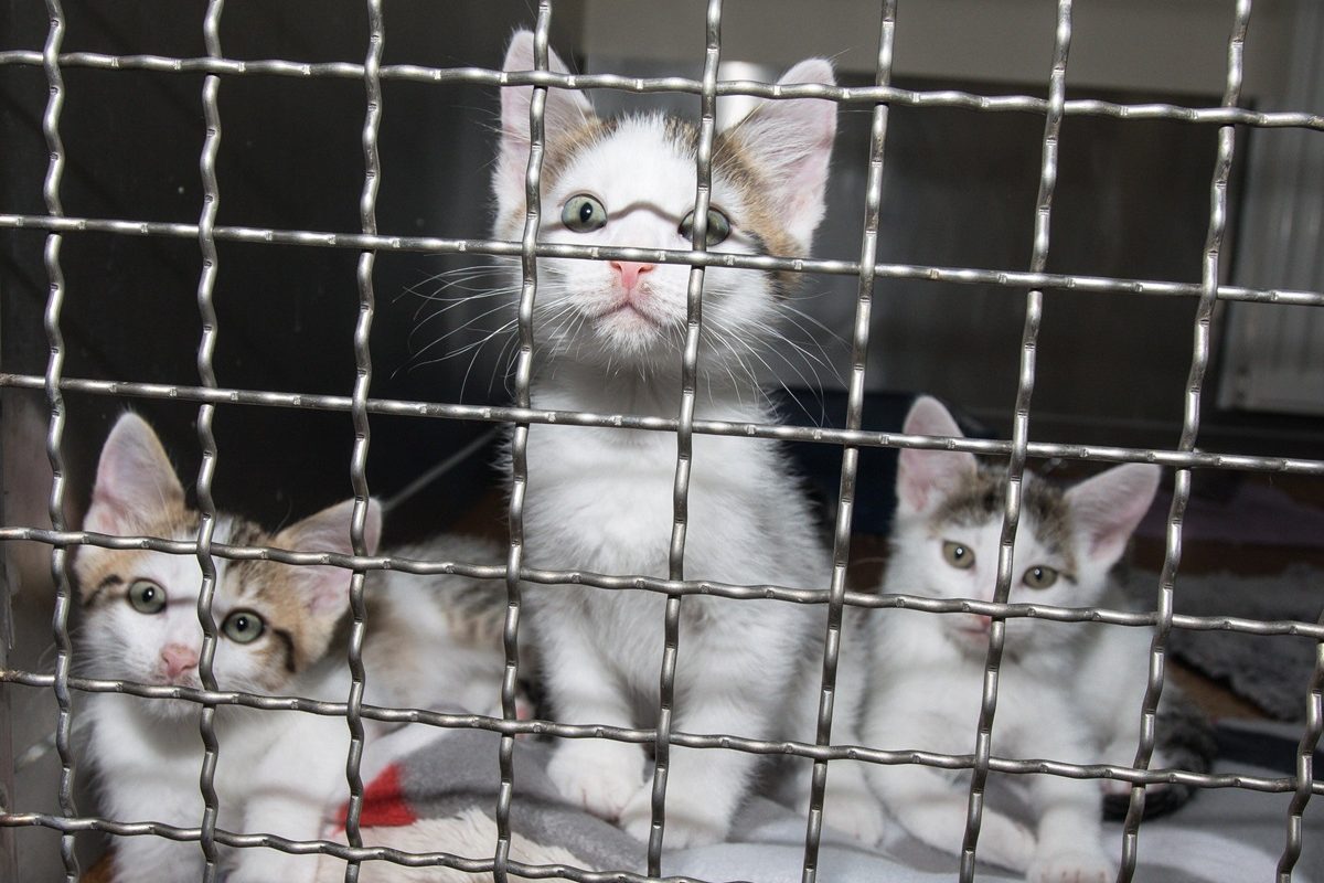 Katzen im Tierheim