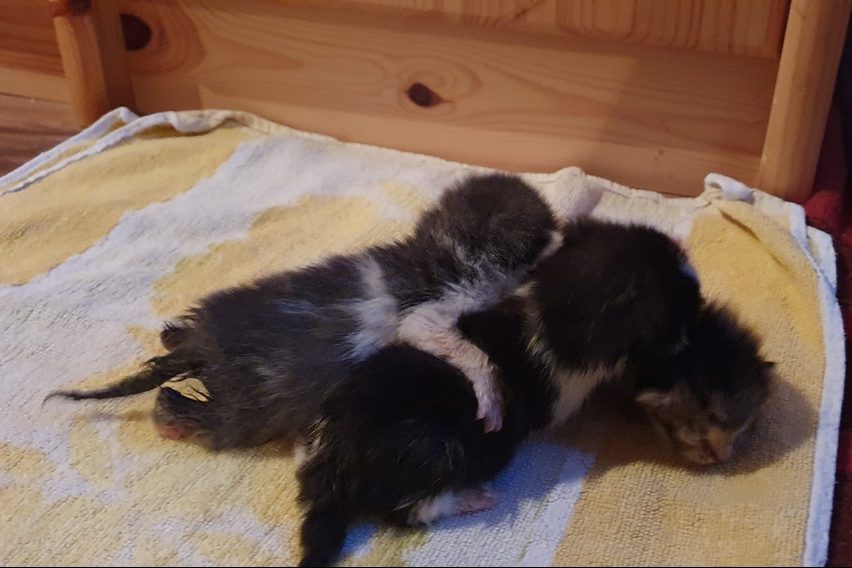 Katzenbabys