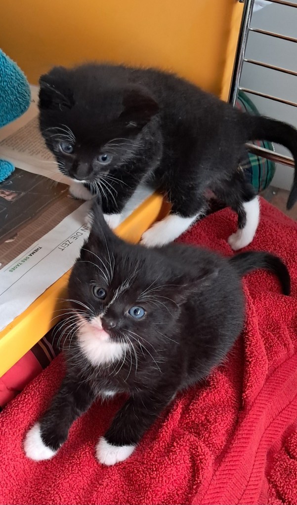 zwei Kitten im Tierschutz Gifhorn
