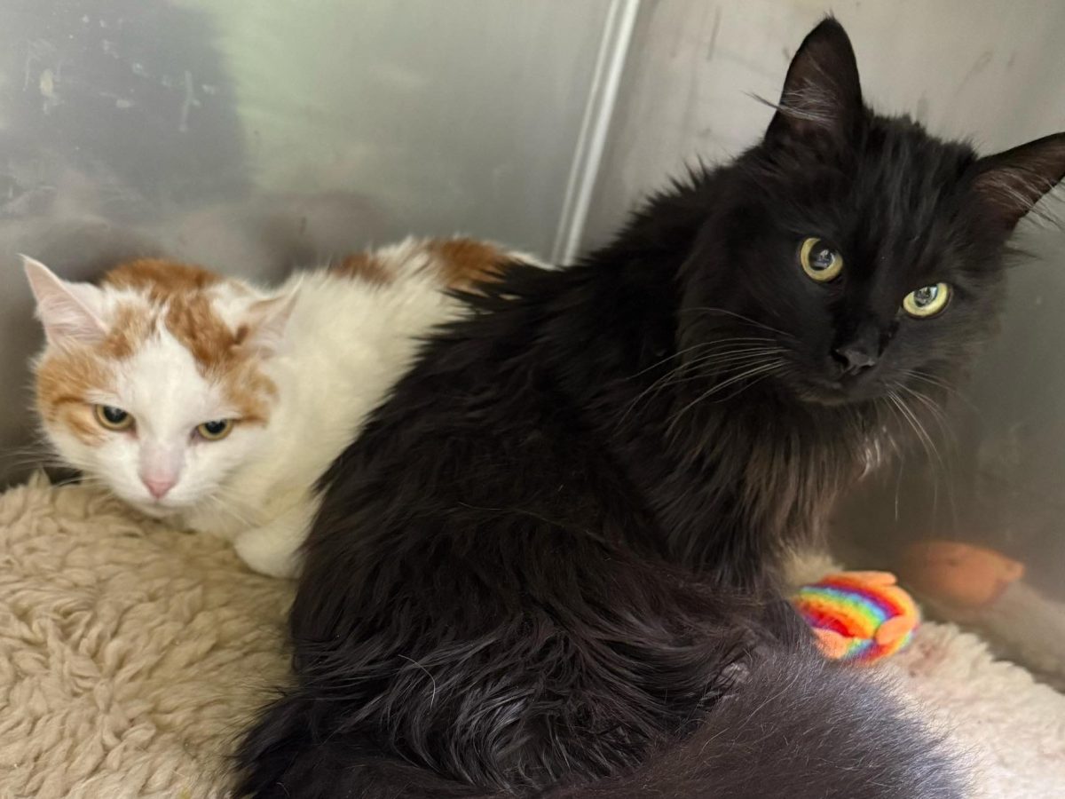 Der schwarze Kater Pascha und der weiß-rote Kater Oskar