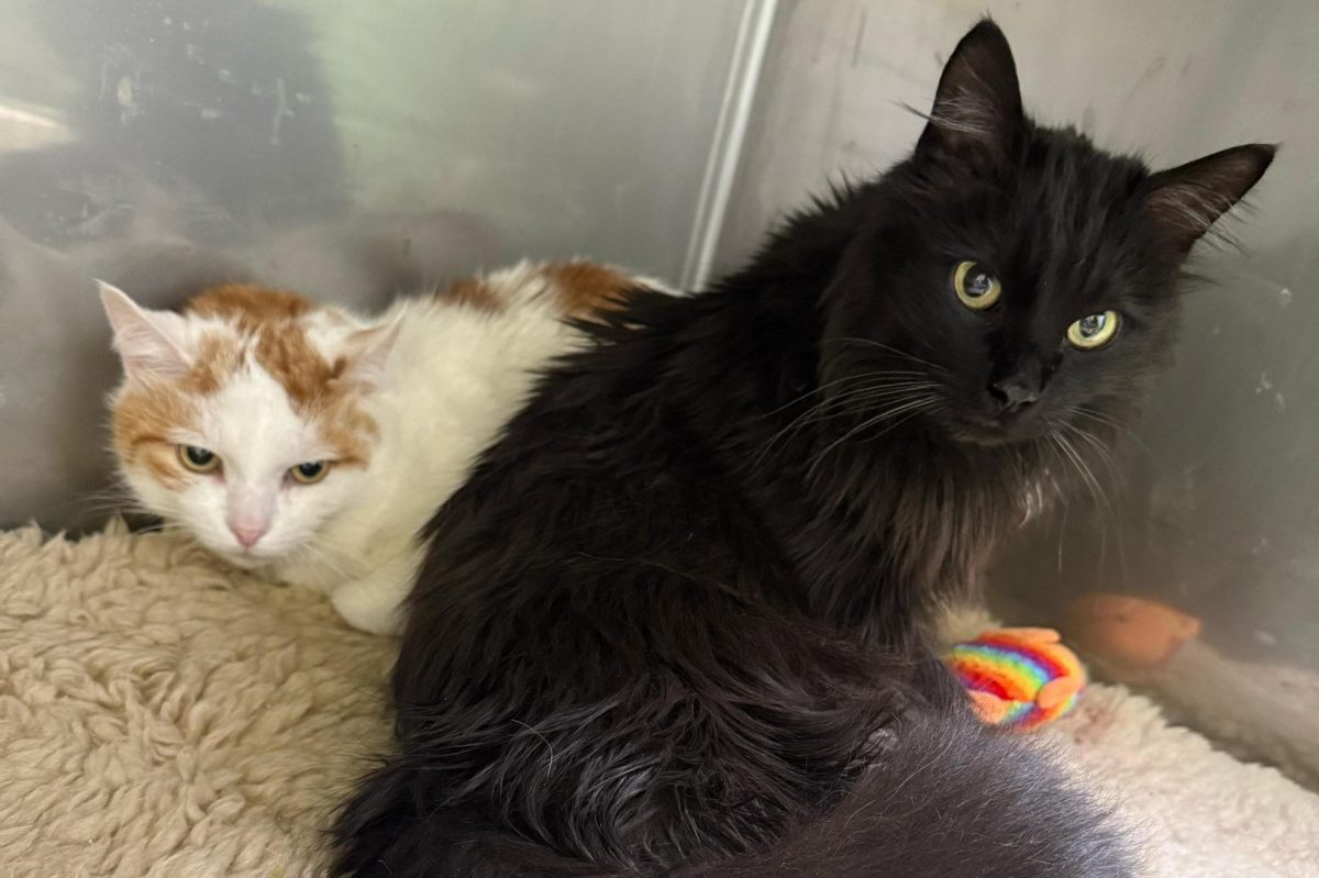 Der schwarze Kater Pascha und der weiß-rote Kater Oskar