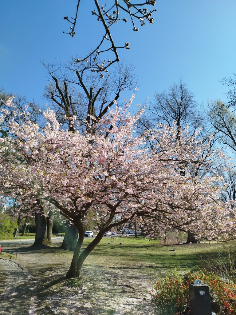 Kirschbaum im Park