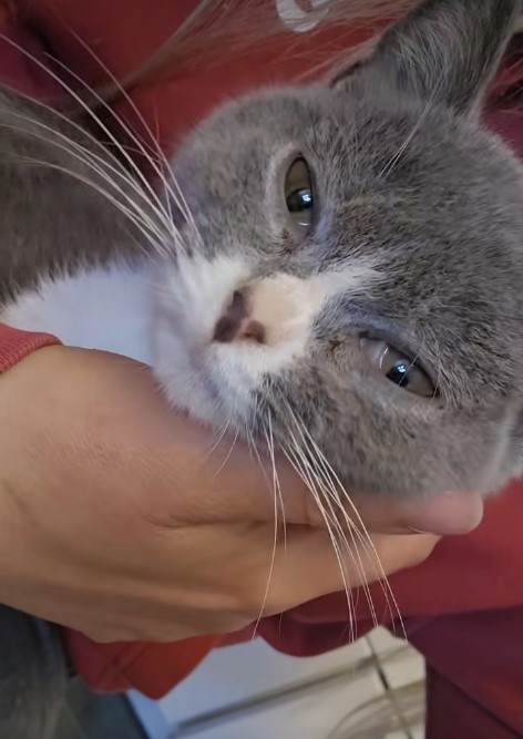 grau weißer Kater in der Tierhilfe Wolfsburg