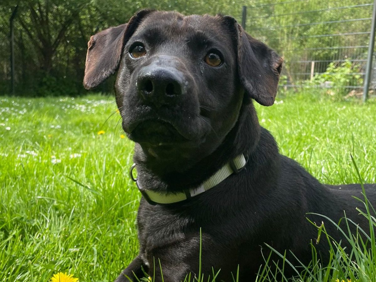 Hund Melvin im Tierheim Peine
