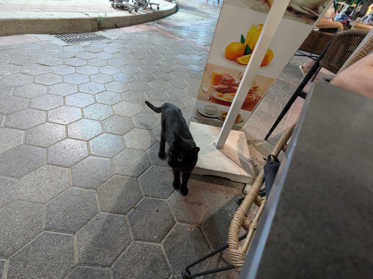 Katze 1