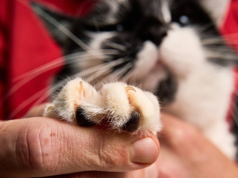 Gifhorner Tierschützer wegen Katzenschicksal von Lucifer traurig – „Uns zerreißt es das Herz“