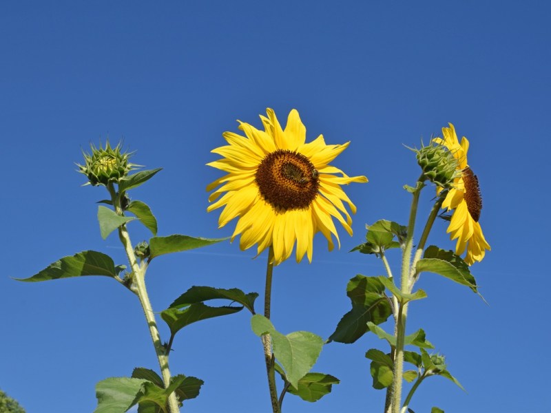 Wetter: Sommer-Comeback in Niedersachsen! Doch es gibt einen Haken