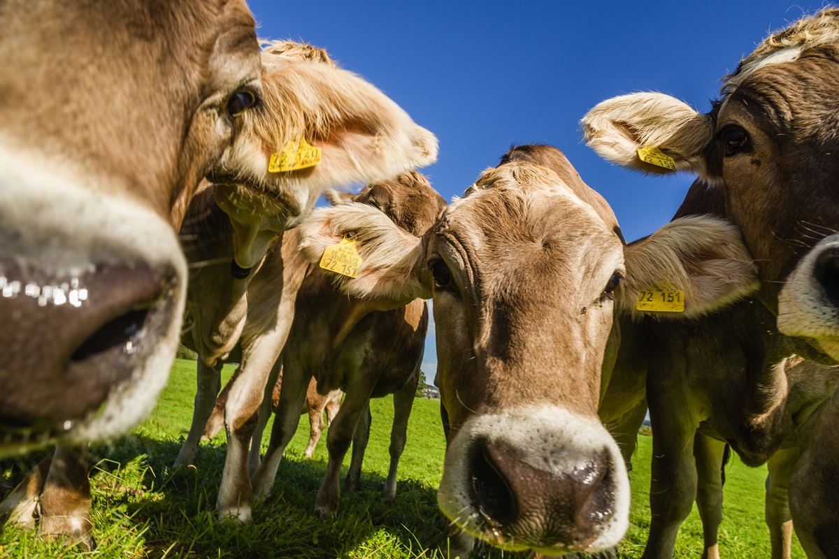 Saftig, echt, tierleidfrei – kommt jetzt das perfekte Steak für das Klima?